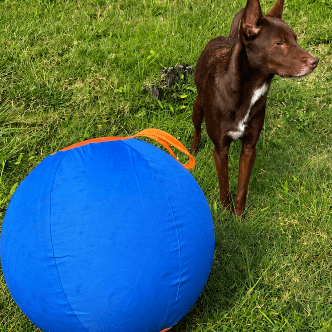 AdorePup™ Premium Bundle